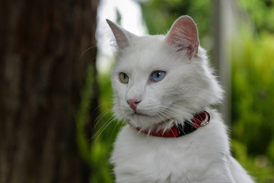 Коты демоны
