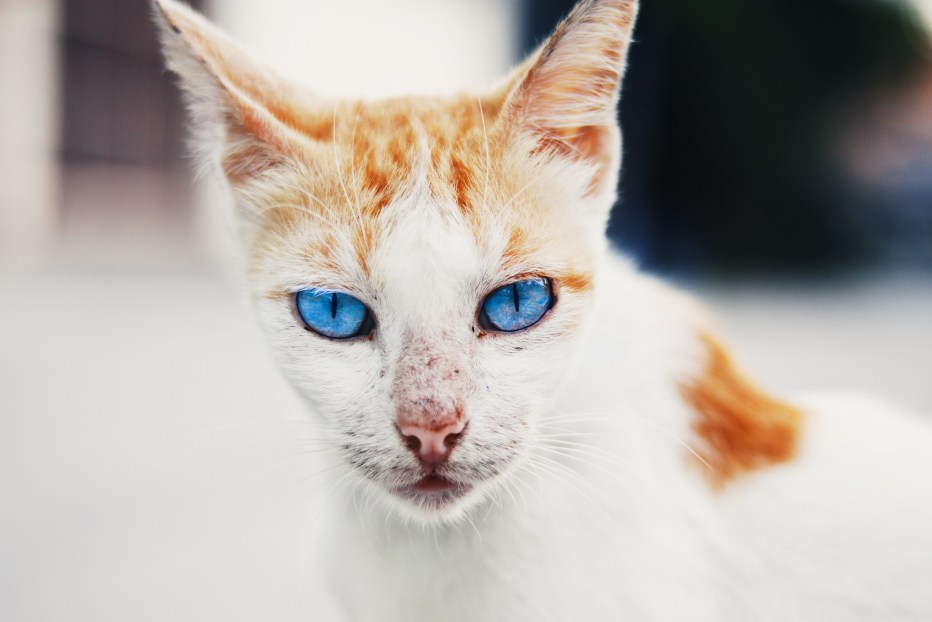 Неоновая кошка