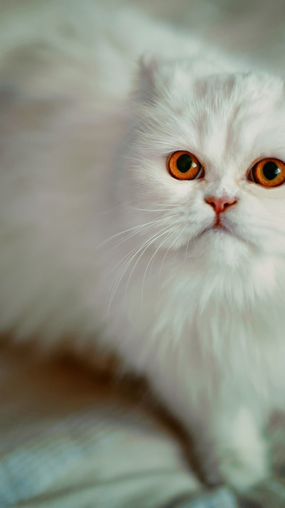 Heterochromia Iridis