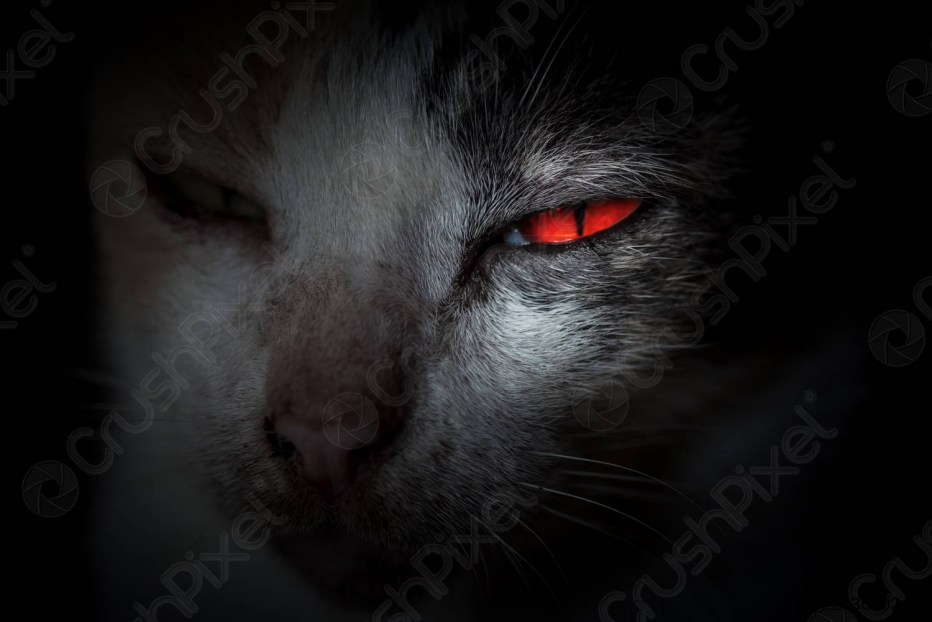 Мистические коты