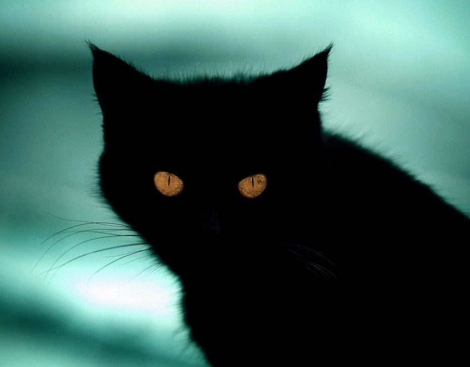 Кот сатана