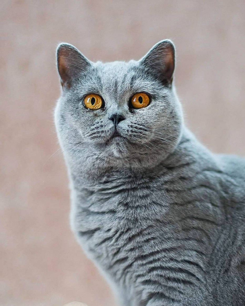 Шотландская кошка прямоухая