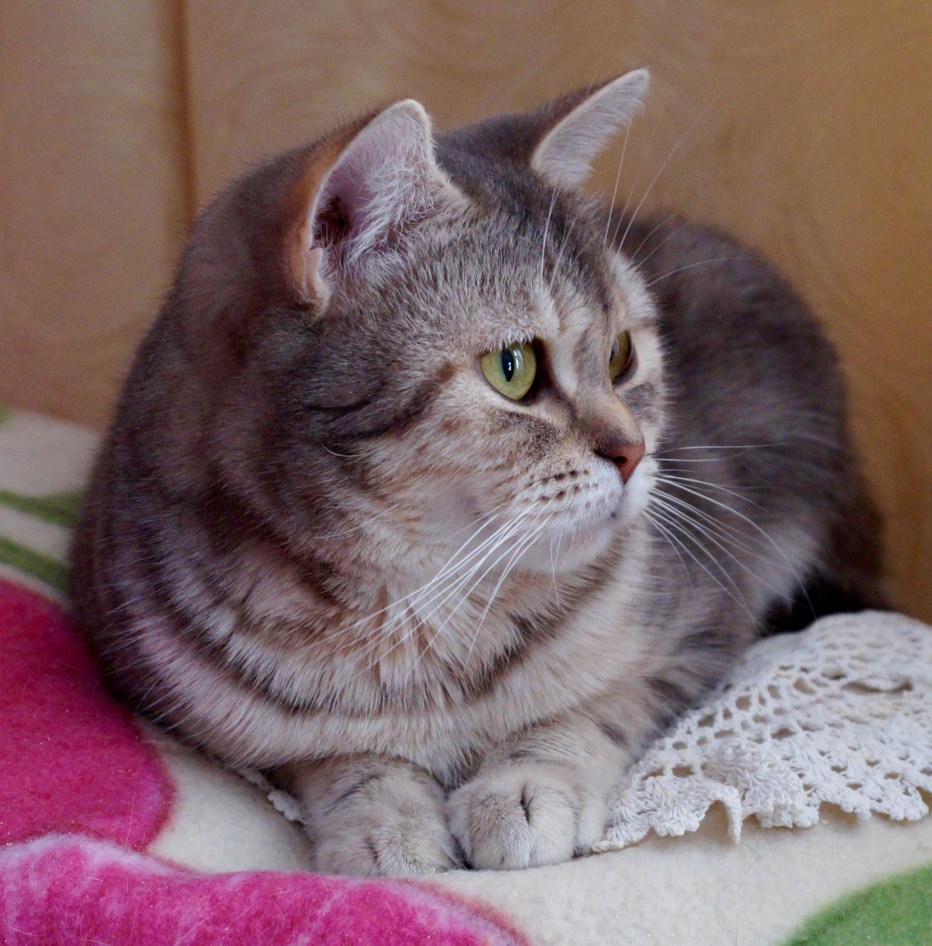 Шотландский скоттиш страйт