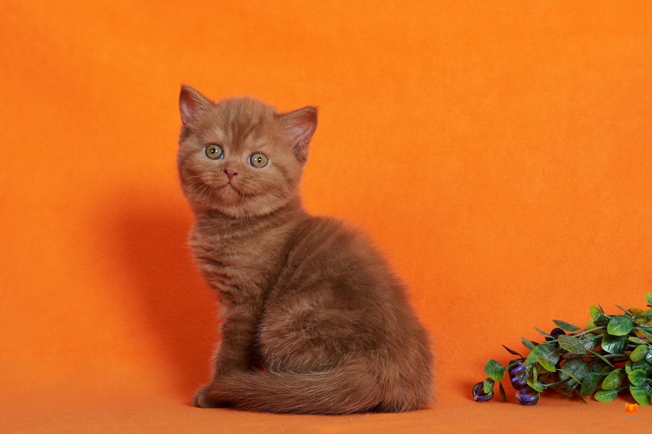 Шотландская кошка страйт