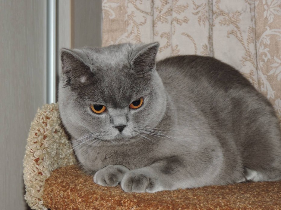 Маленький скоттиш страйт