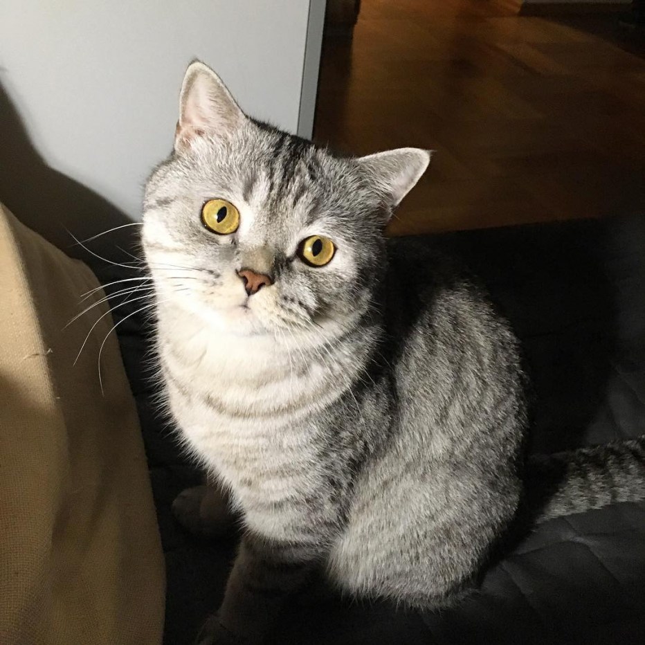 Шотландская кошка прямоухая серая