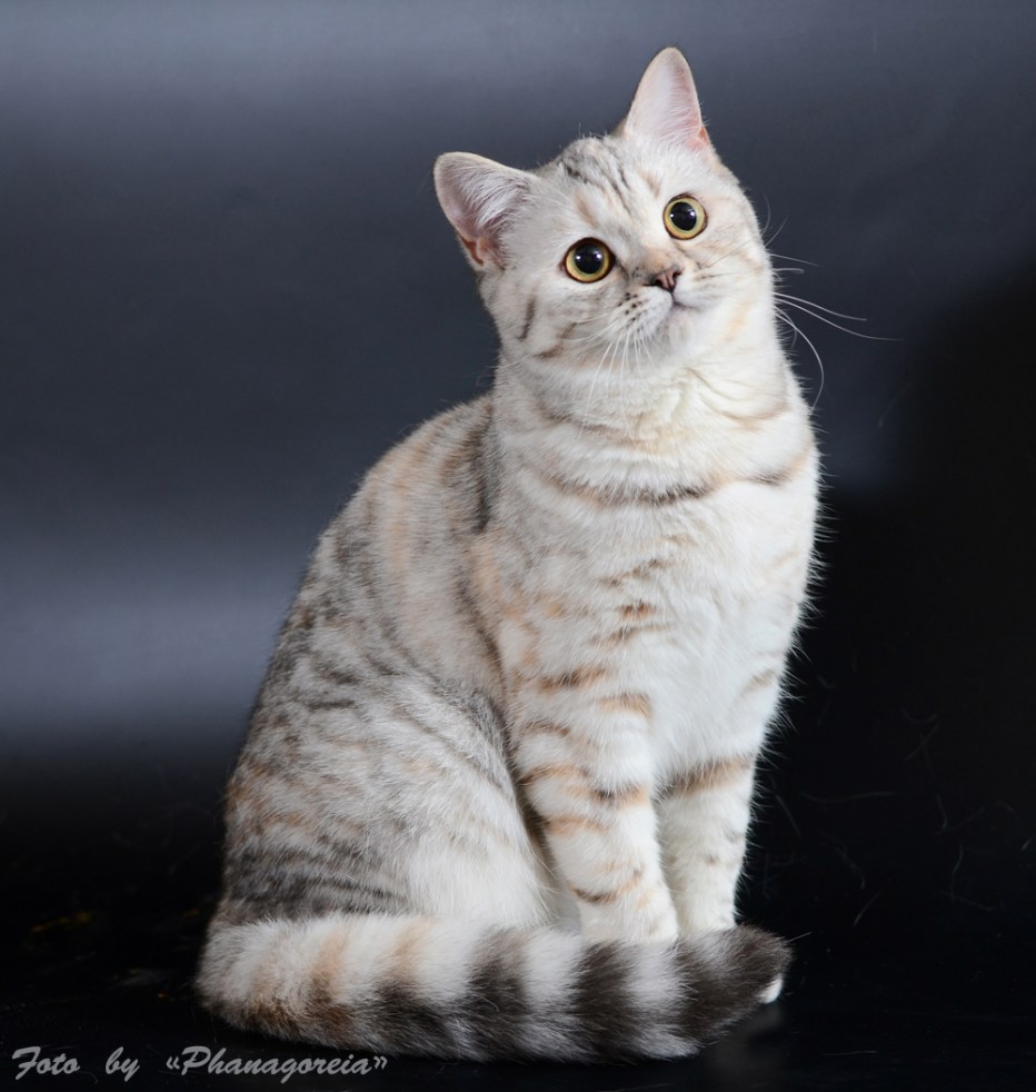 Скоттиш-страйт Шотландская прямоухая котята