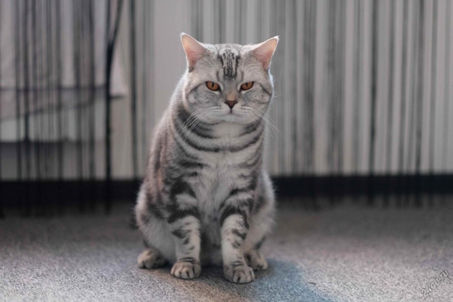 Скоттиш страйт котенок серый
