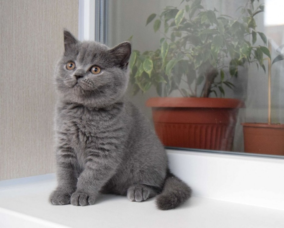 Шотландские коты прямоухие