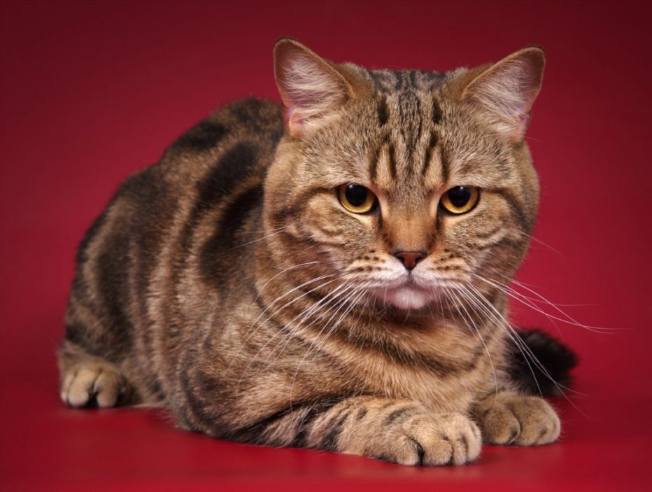 Шотландская кошка скоттиш страйт