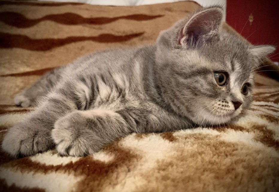Шотландские коты скоттиш страйт
