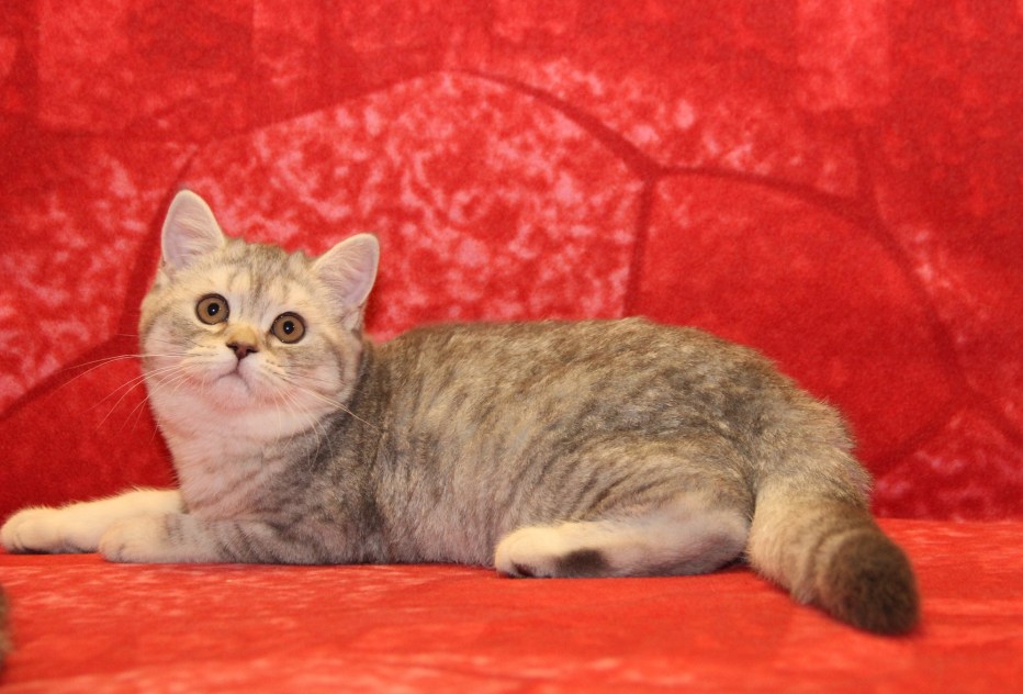 Шотландский страйт котенок