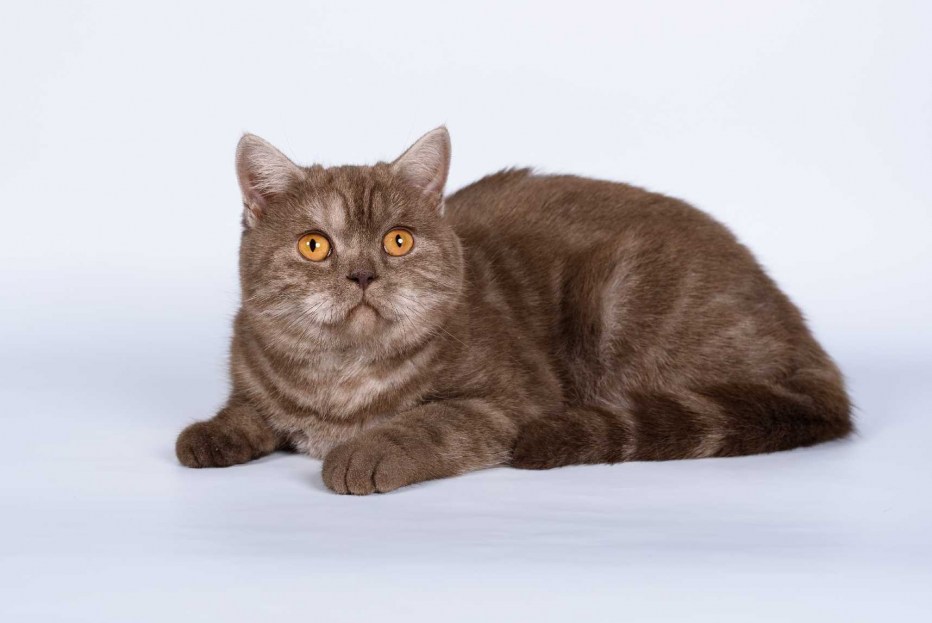 Шотландская кошка страйт