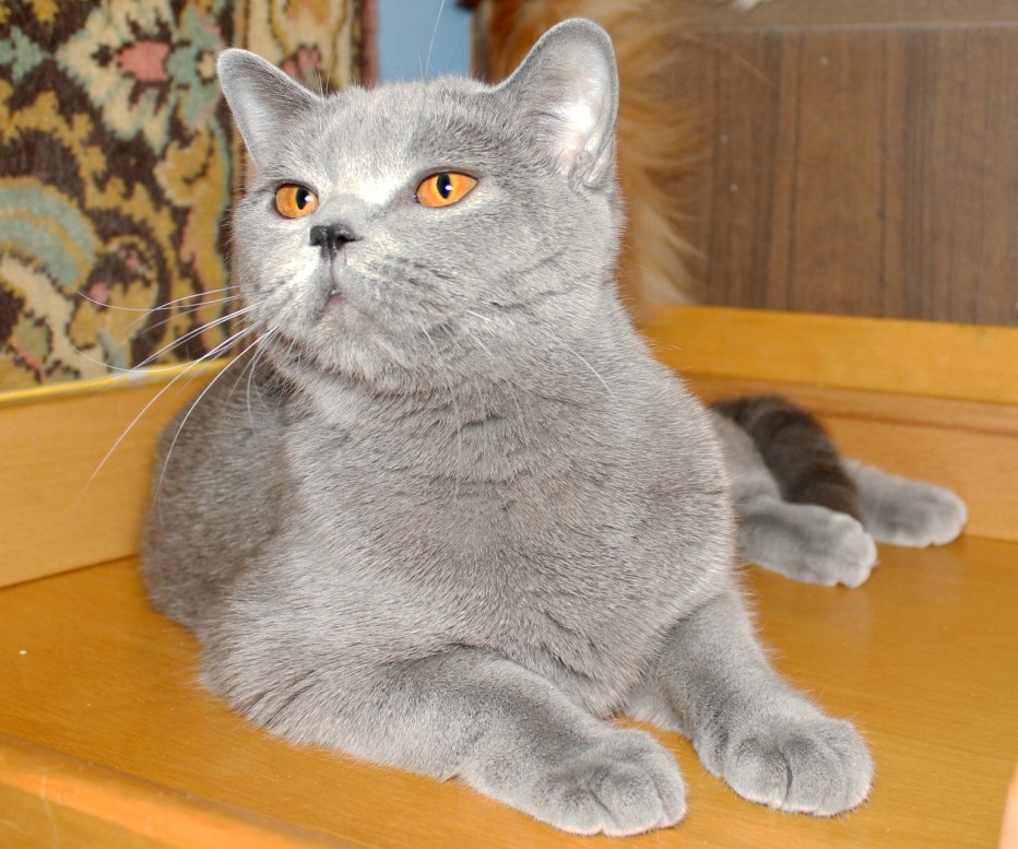 Шотландский страйт мраморный