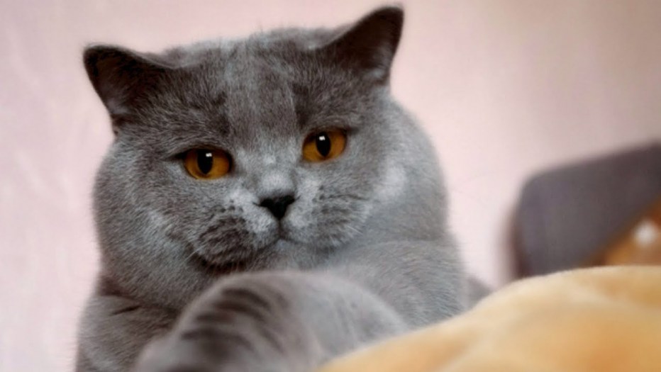 Шотландские котята прямоухие