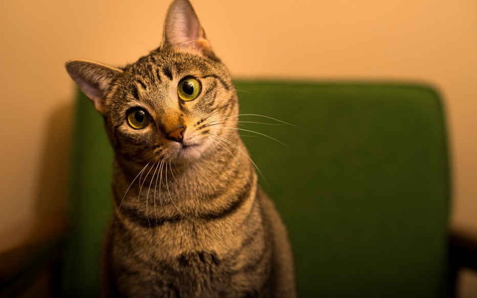 Удивленный взгляд кота