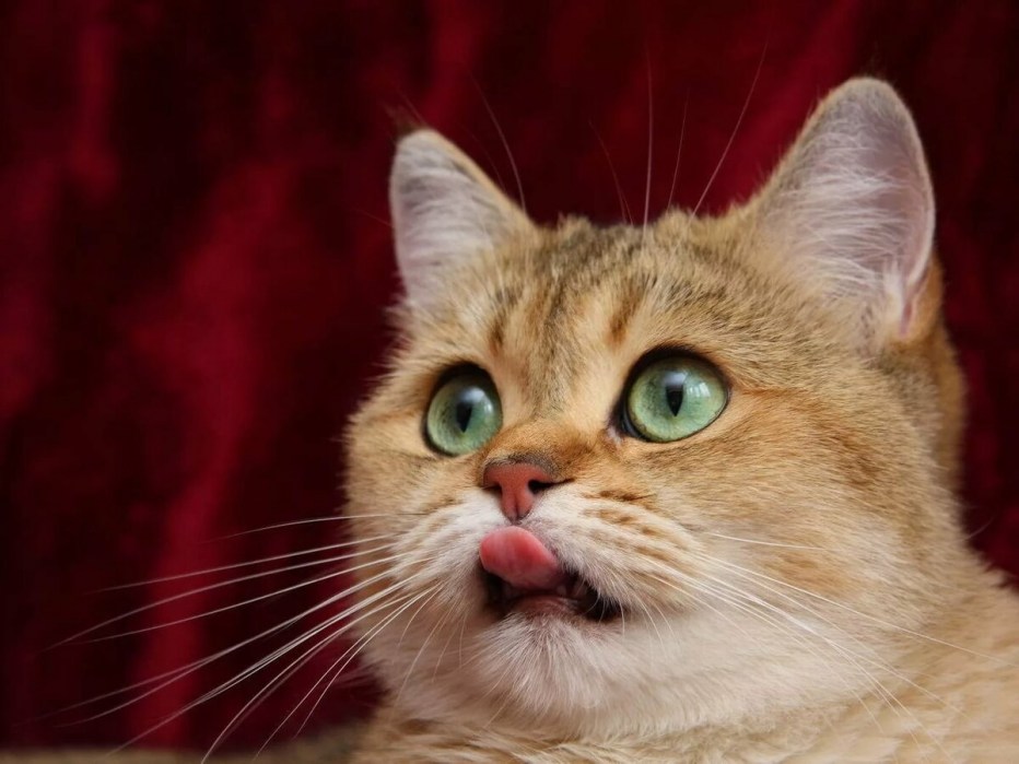Смешные котики
