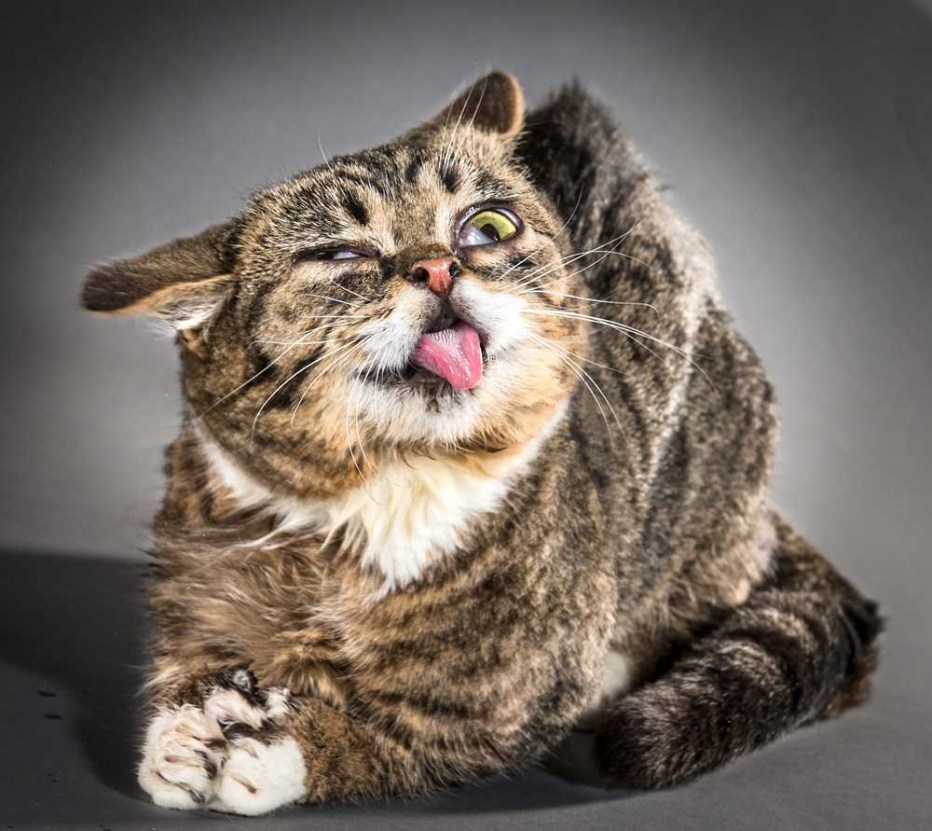 Веселый котик