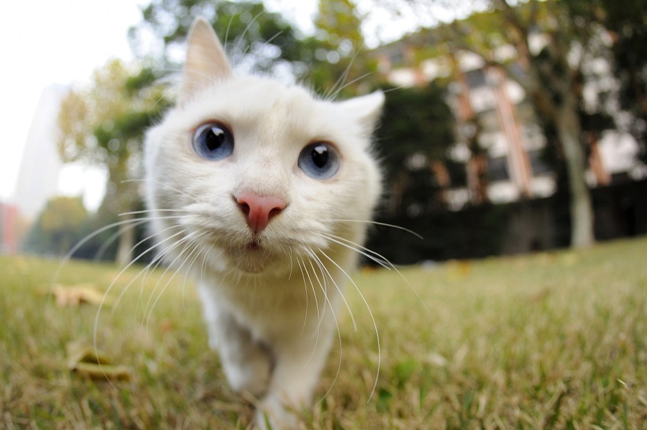 Классные кошки