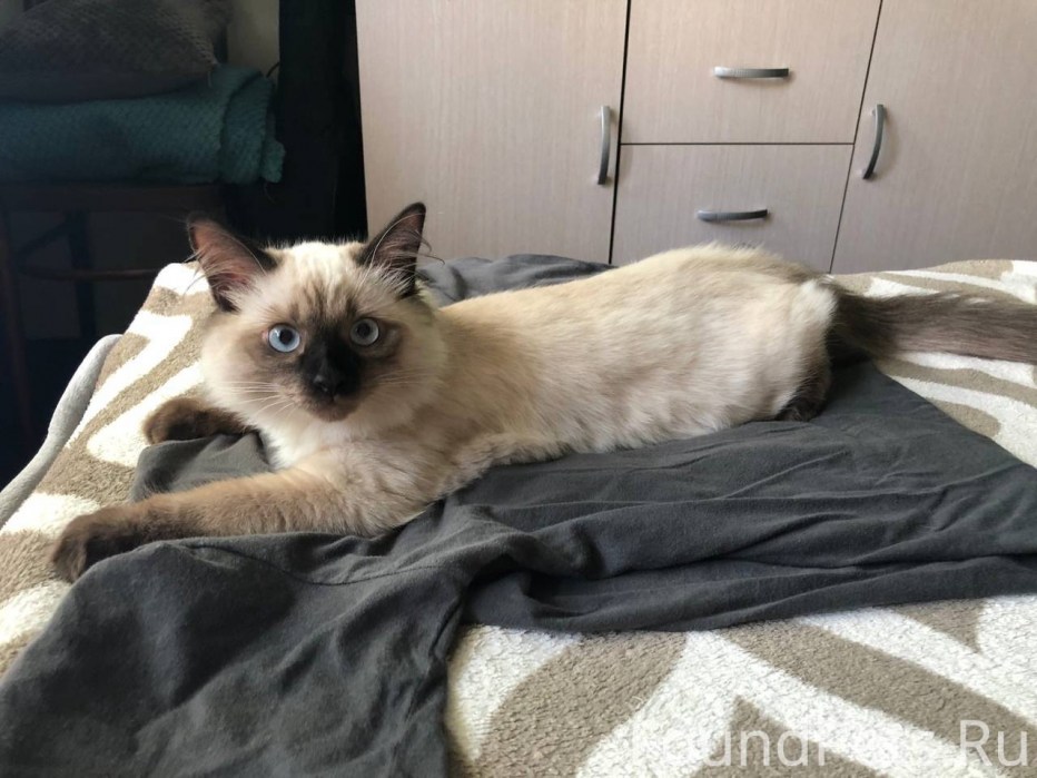 Фото 2х месячного сиамского кота