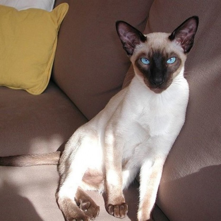 Сиамский сфинкс кошка