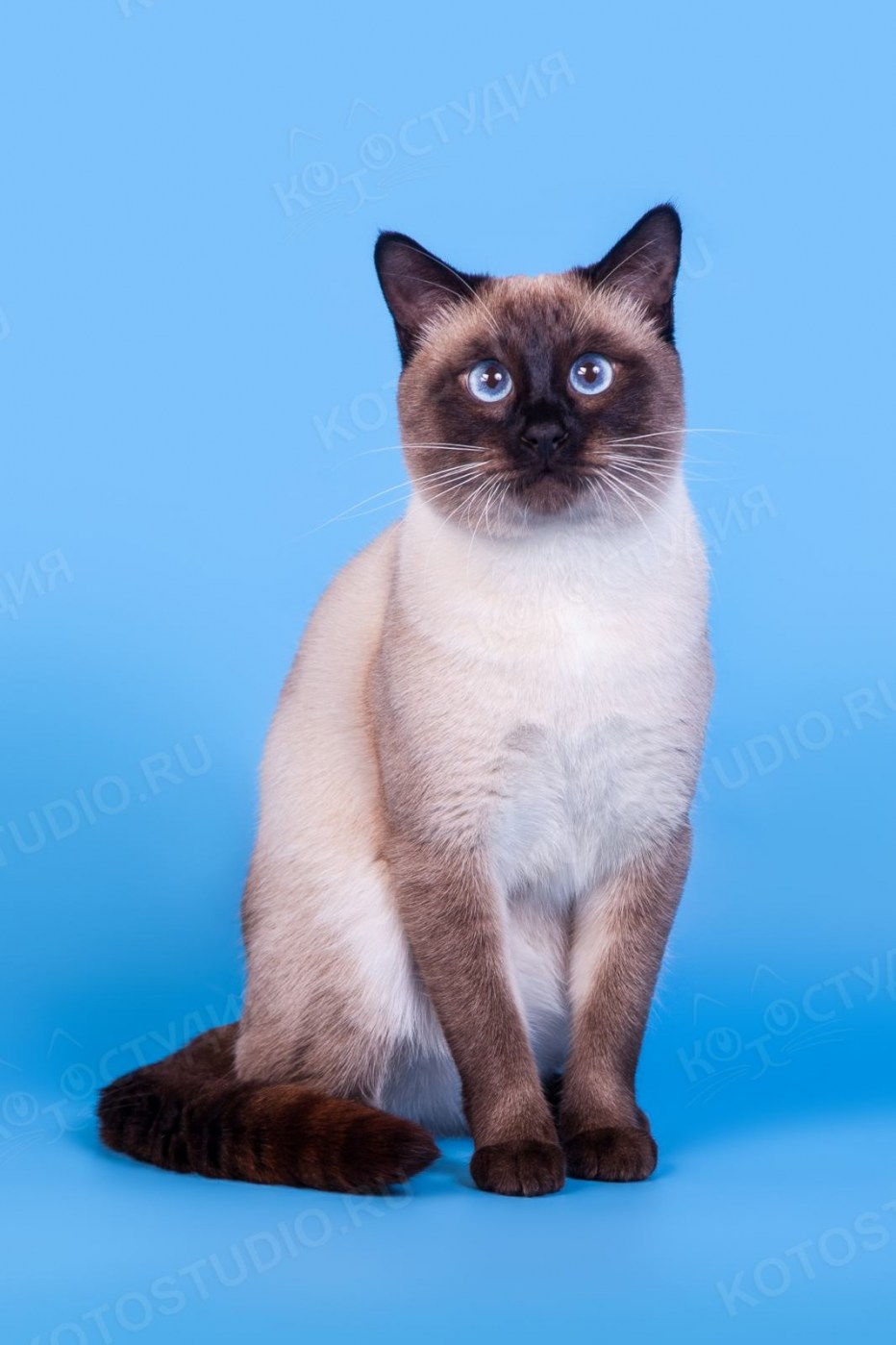 Тайская кошка