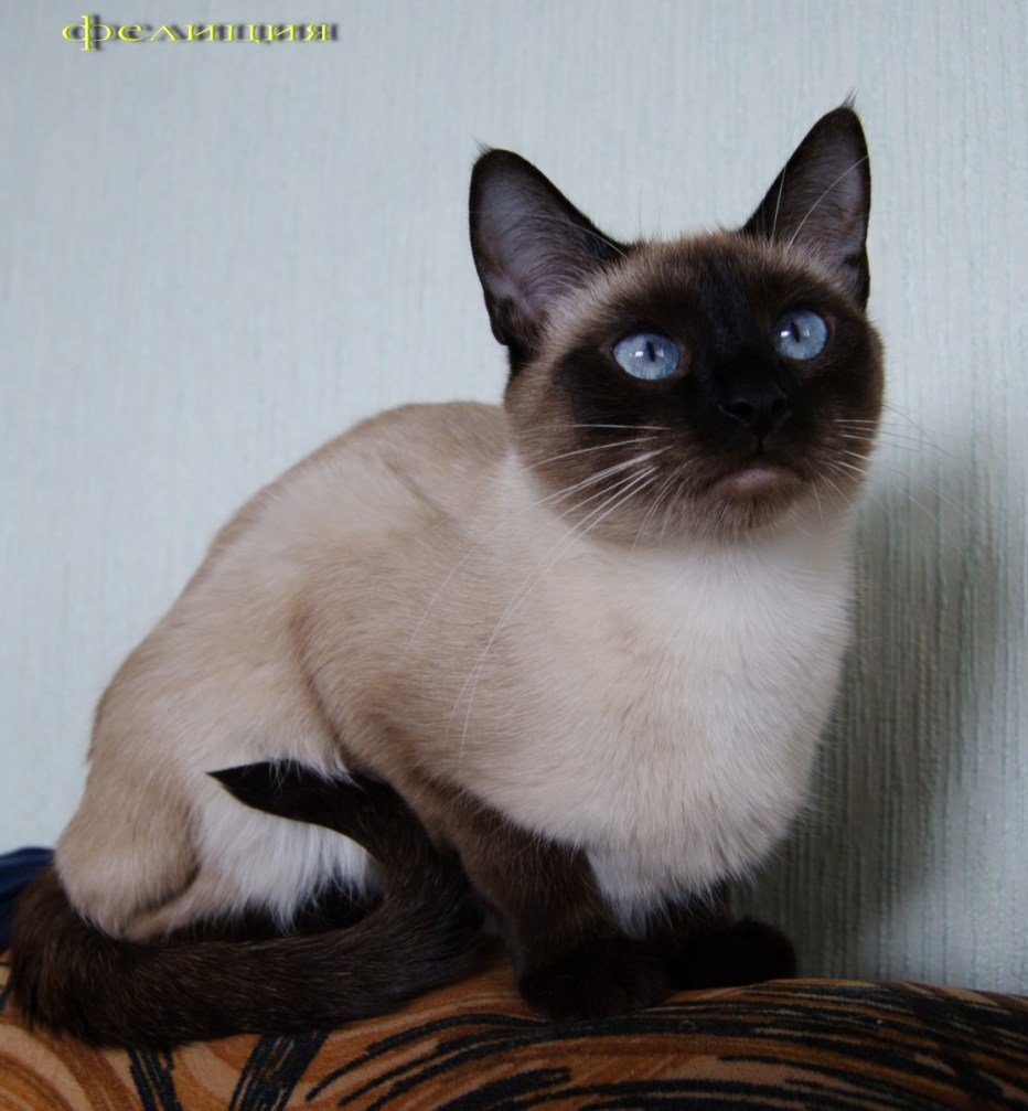 Тайская кошка колор Пойнт