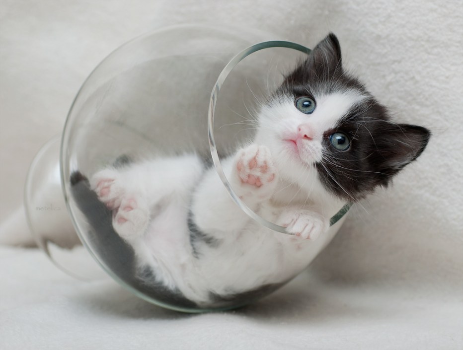 Котенок в бокале