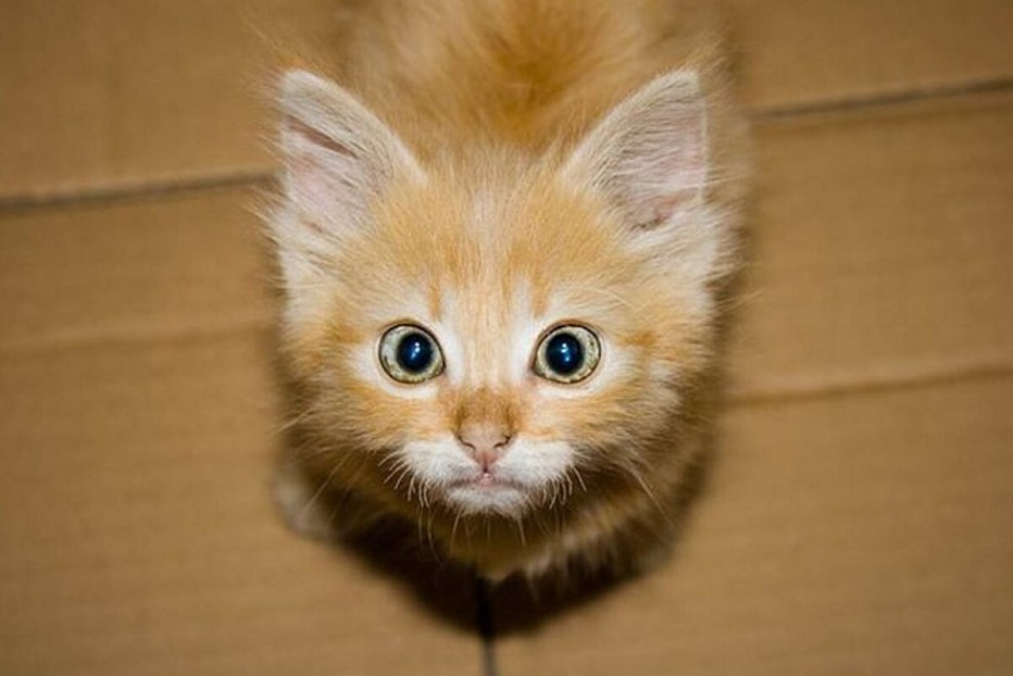 Фотографии смешных котят