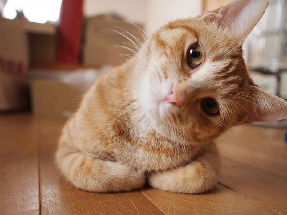 Любопытный котенок