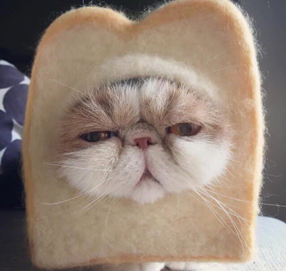 Милый смешной котик