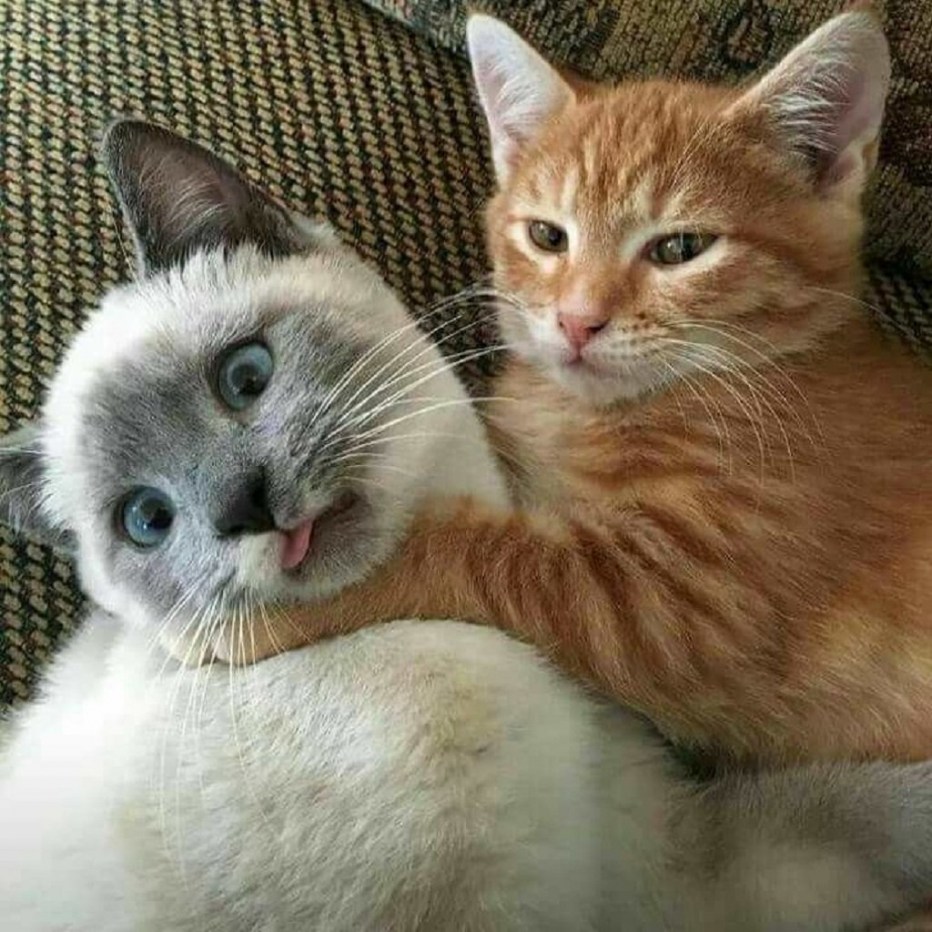Котики обнимаются
