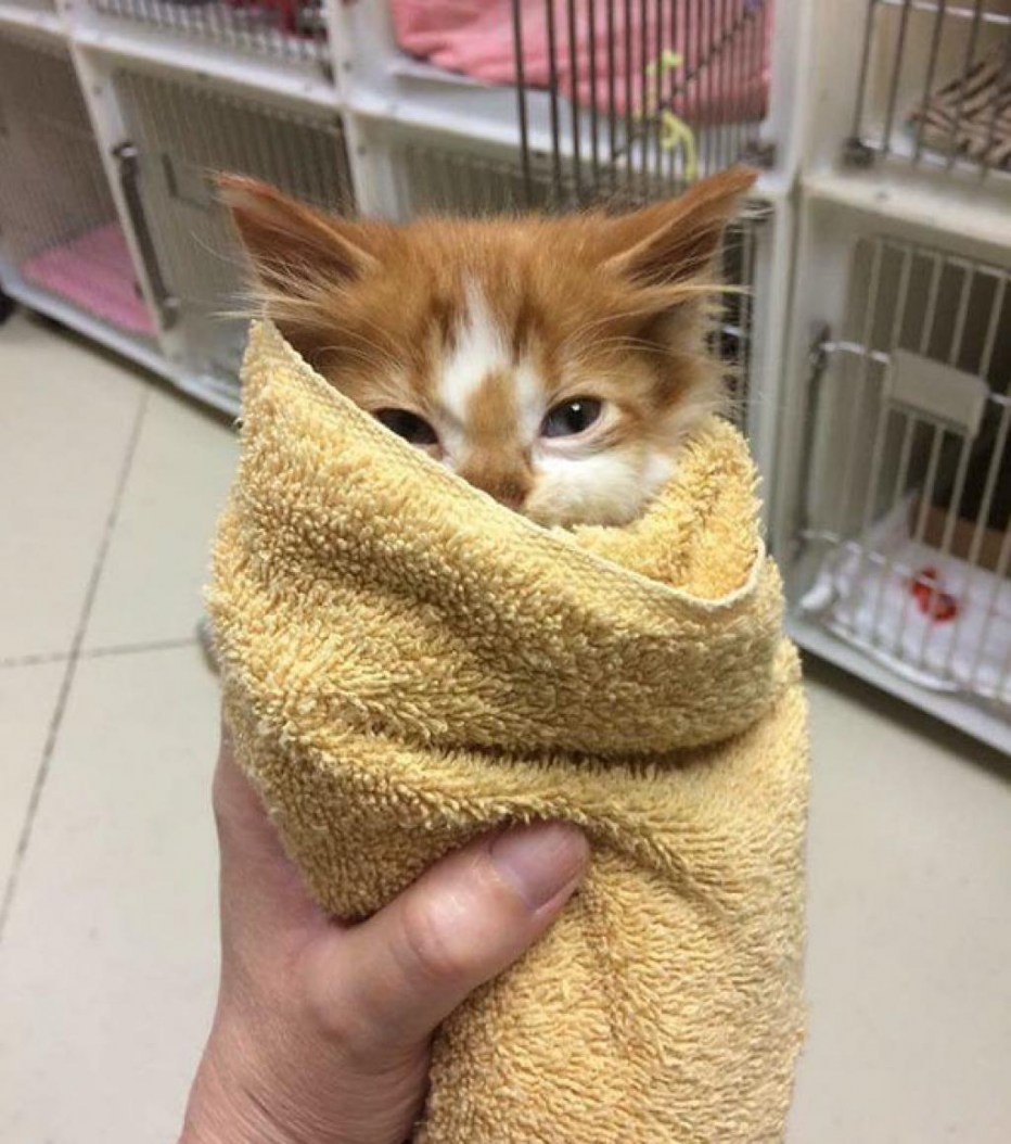 Милые котики в полотенце