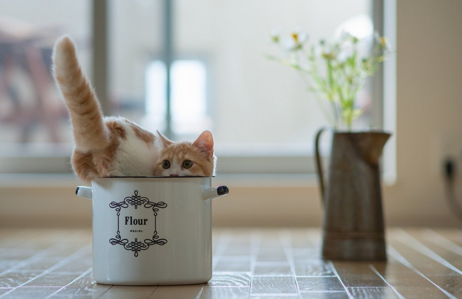 Котенок на кухне