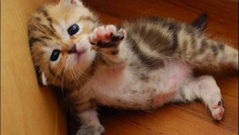 Котенок хочет на ручки