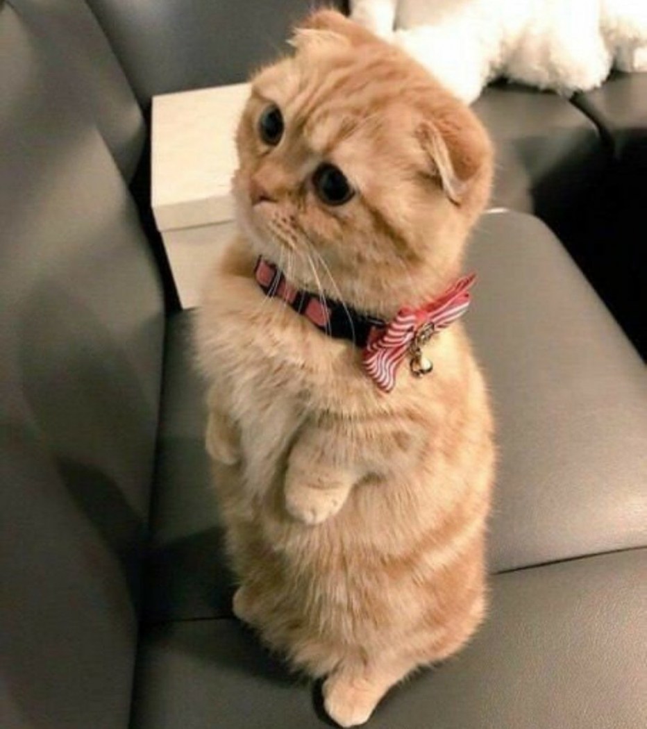 Фото котов из мемов