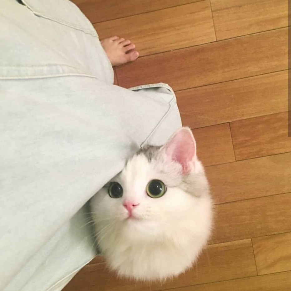 Милые котики с надписями
