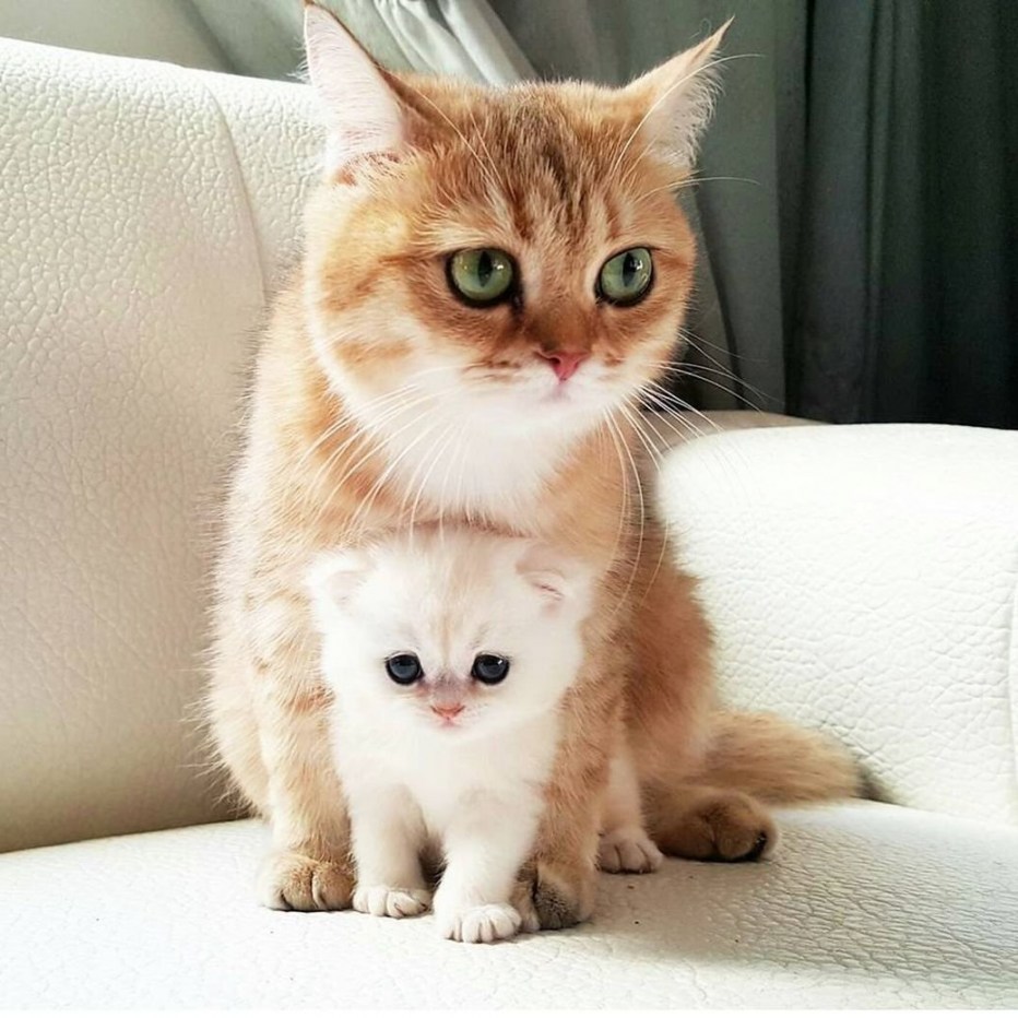 Кошки милота