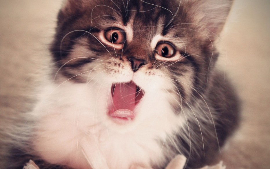 Милые котики