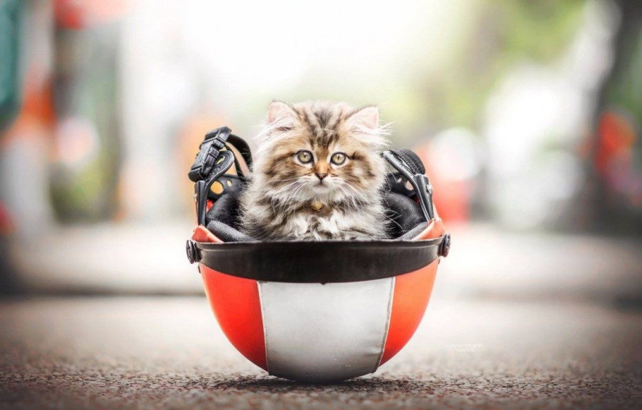 Котенок в каске