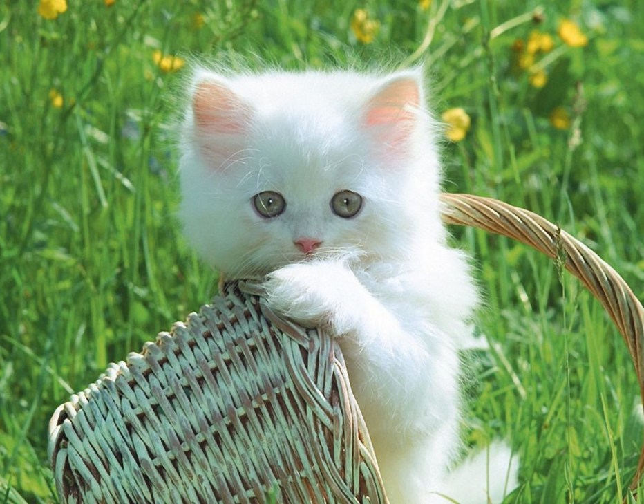 Смешной белый кот