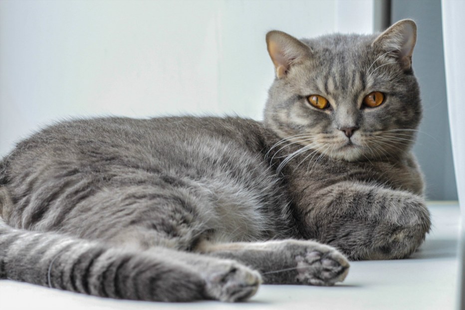 Кот шотландец прямоухий серый