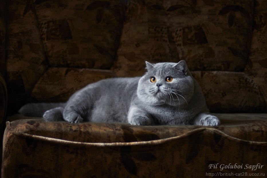 Шотландский скоттиш страйт серый