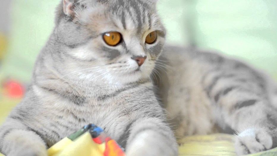 Скоттиш страйт голубые котята