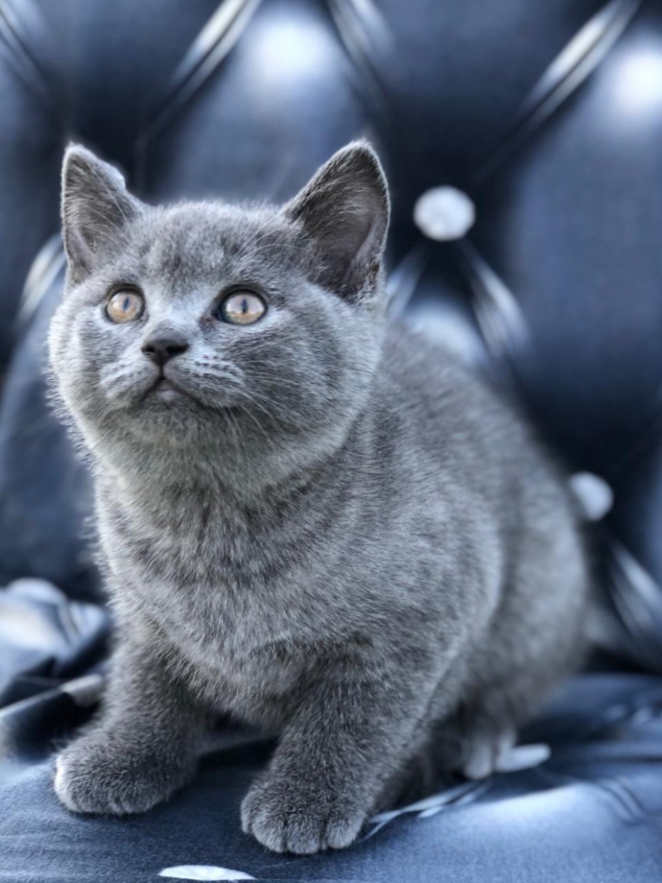 Британец скоттиш страйт вислоухий
