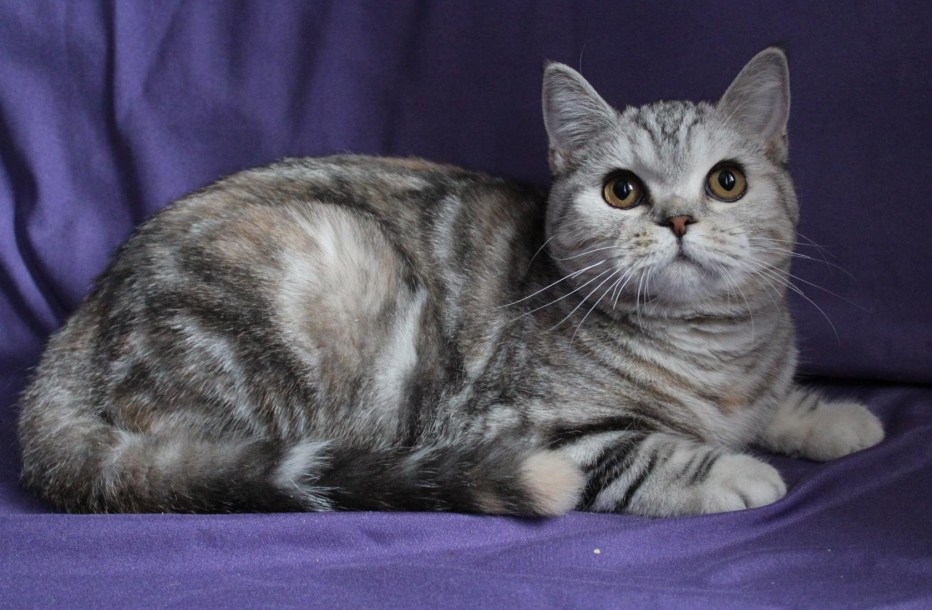 Шотландская кошка страйт
