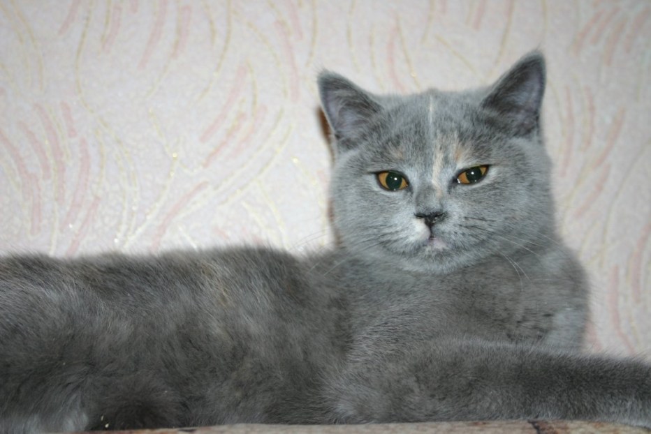 Шотландский кошка прямоухий