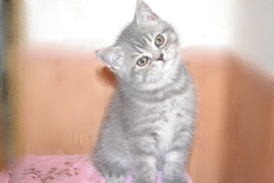 Шотландский скоттиш страйт серый котенок
