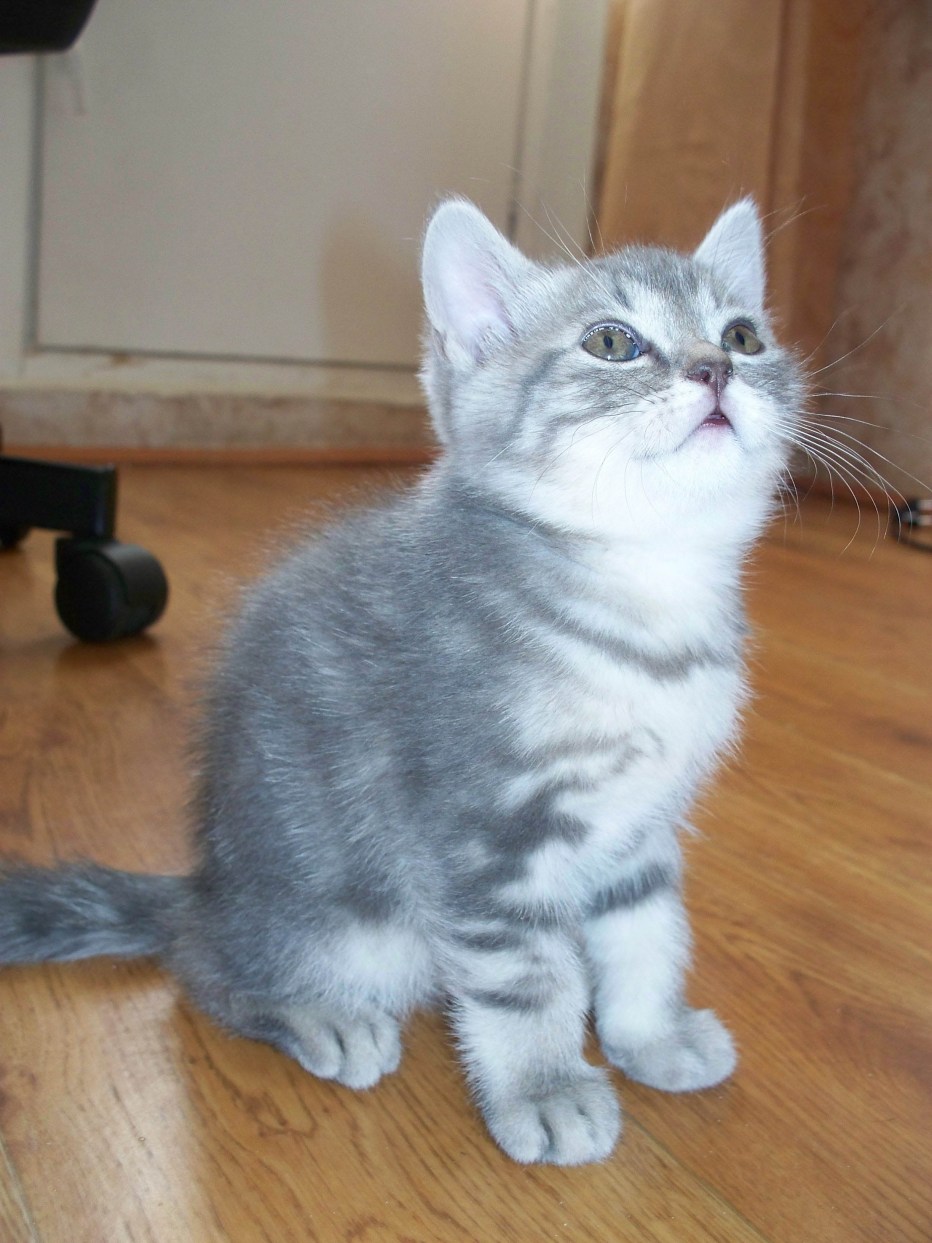 Голландская прямоухая кошка