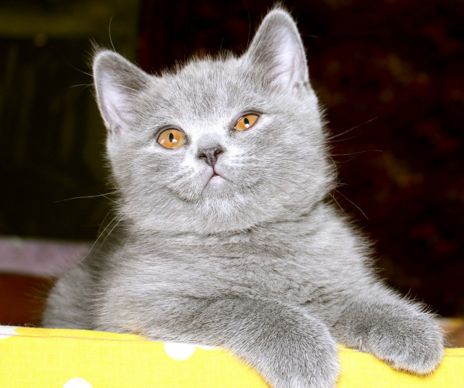 Шотландская прямоухая кошка белая